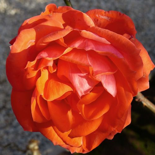 Vendita, rose rose ibridi di tea - arancione - Rosa Ondella™ - rosa mediamente profumata - Marie-Louise (Louisette) Meilland - Con il suo colore arancione, può essere un ornamento speciale del nostro giardino.